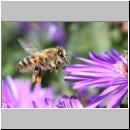 Apis mellifera - Honigbiene 01.jpg